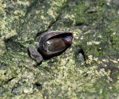 Melampus