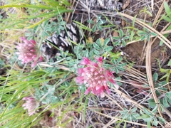 Trifolium macrocephalum