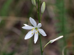 Anthericum liliago