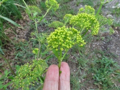 Polytaenia