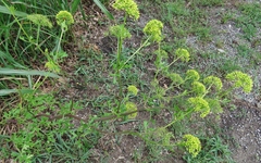 Polytaenia