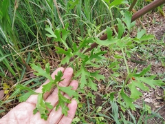 Polytaenia