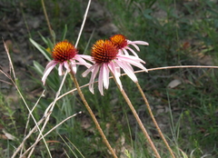 Echinacea atrorubens