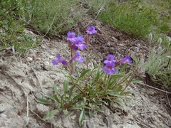 Penstemon gormanii