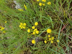 Lomatium triternatum