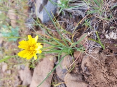 Nothocalais troximoides