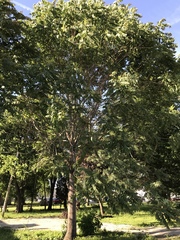 Ailanthus altissima
