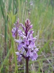 Dactylorhiza fuchsii