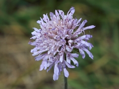 Scabiosa canescens