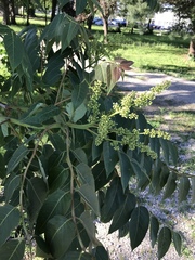 Ailanthus altissima
