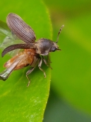 Anobiinae