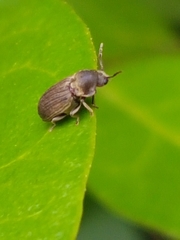 Anobiinae