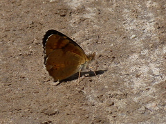 Phyciodes batesii