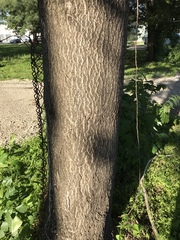 Ailanthus altissima
