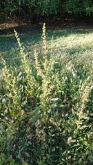 Rumex papillaris