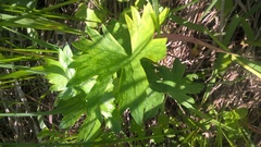 Ranunculus auricomus