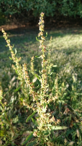 Rumex papillaris, photograph 1