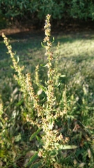 Rumex papillaris