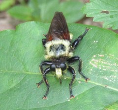 Laphria grossa