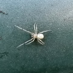 Enoplognatha ovata