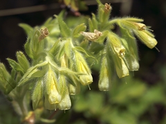 Onosma arenaria