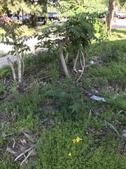 Ailanthus altissima