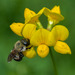 Bufflehead Mason Bee - Photo (c) pfaucher, some rights reserved (CC BY-NC), uploaded by pfaucher