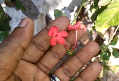 Plumbago indica