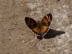 Phyciodes batesii