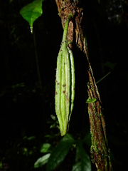 Aristolochia bukuti