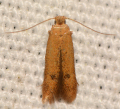Tischeria quercitella