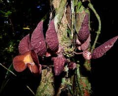 Aristolochia bukuti