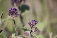 Phacelia brachyantha