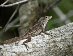 Anolis jubar oriens