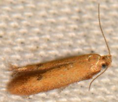 Tischeria quercitella