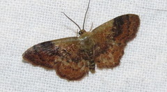 Leptostales ferruminaria