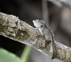 Anolis jubar oriens