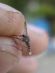 Aedes provocans
