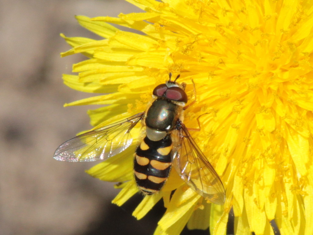 Holarctic Bristleside