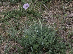 Scabiosa canescens