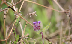 Phacelia brachyantha