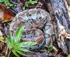 Bothrocophias microphthalmus