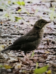 Turdus viscivorus