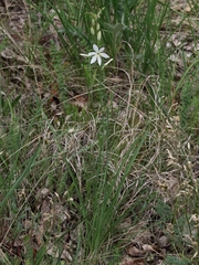 Anthericum liliago
