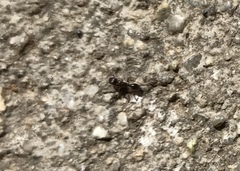 Tetramorium immigrans