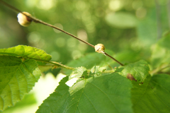 Phytoptus avellanae