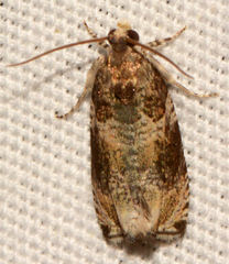 Olethreutes appendiceum