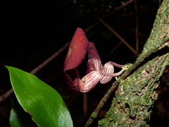Aristolochia bukuti