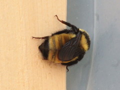 Bombus borealis image