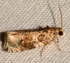 Olethreutes appendiceum